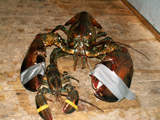 Brown's Lobster Pound